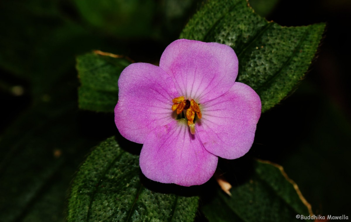 Osbeckia parvifolia Arn.